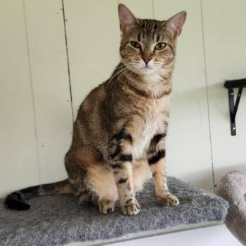 Latte -  Domestic Short Hair Cat for Adoption in Foley, Alabama - Latte | PetCurious
