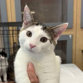 Rescue Domestic Short Hair Cats for Adoption in Schnecksville, Pennsylvania - GARY | PetCurious