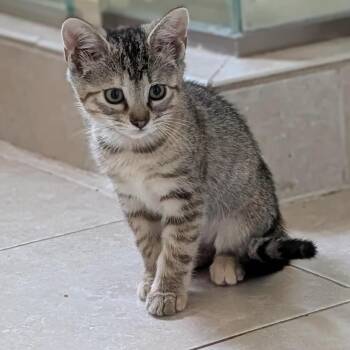 Kappa -  Domestic Short Hair Cat for Adoption in Pasadena, California - Kappa | PetCurious