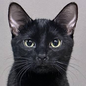 Bogart -  Domestic Short Hair Cat for Adoption in Crystal Lake, Illinois - Bogart | PetCurious