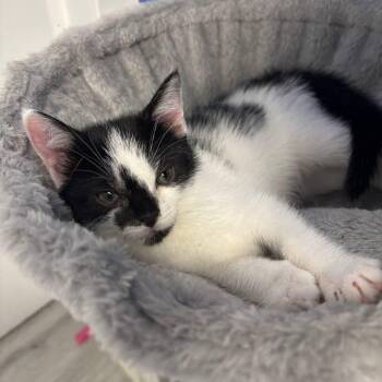 Rescue Domestic Short Hair Cats for Adoption in West Orange, New Jersey - Mimi | PetCurious