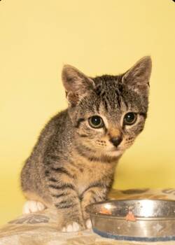 Dottie -  Domestic Short Hair Cat for Adoption in East Brunswick, New Jersey - Dottie | PetCurious