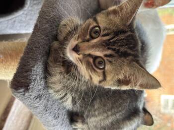 Dentention -  Domestic Short Hair Cat for Adoption in Bethel Park, Pennsylvania - Dentention | PetCurious