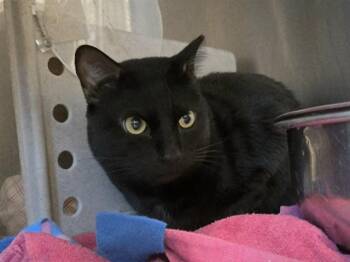 Domestic Short Hair Cats Available for Adoption in Martinez, California - SIMBA | PetCurious