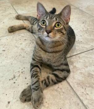 Orpheus -  Domestic Short Hair Cat for Adoption in Baton Rouge, Louisiana - Orpheus | PetCurious