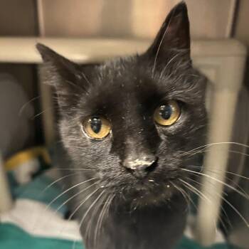 Saraka -  Domestic Short Hair Cat for Adoption in Cheyenne, Wyoming - Saraka | PetCurious