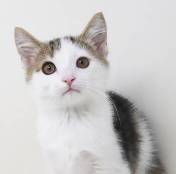 Vernon cannot be any sweeter or cuddlier - OLD ENOUGH TO GO SOLO -  Turkish Van and Ragdoll Cat for Adoption in Bedford Hills, New York - Vernon Cannot Be Any Sweeter Or Cuddlier - OLD ENOUGH TO GO SOLO | PetCurious