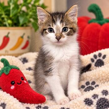 Pepper -  Domestic Short Hair Cat for Adoption in Uniontown, Pennsylvania - Pepper | PetCurious