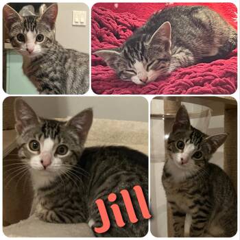 Rescue Domestic Short Hair Cats for Adoption in Hollister, California - Jill | PetCurious