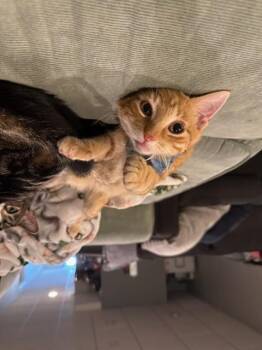 Domestic Short Hair Cats Available for Adoption - CHUECO | PetCurious