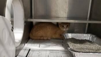 EVIE -  Domestic Short Hair Cat for Adoption in Aurora, Illinois - EVIE | PetCurious
