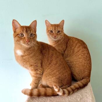 Domestic Short Hair Cats Available for Adoption in Kansas City, Missouri - Ralphie | PetCurious