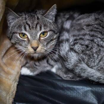 Domestic Short Hair Cats Available for Adoption - Flying Squirrel | PetCurious