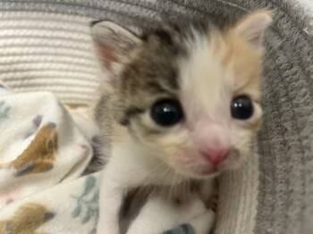 Domestic Short Hair Cats Available for Adoption in Rosenberg, Texas - STARSCREAM | PetCurious