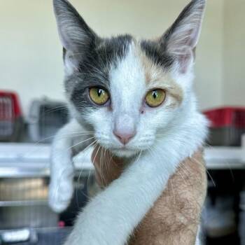 Gretel -  Domestic Short Hair Cat for Adoption in Matteson, Illinois - Gretel | PetCurious
