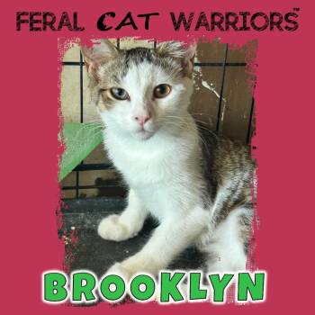 Brooklyn -  Domestic Short Hair Cat for Adoption in Kingman, Arizona - Brooklyn | PetCurious