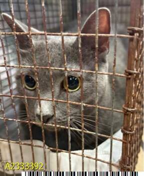 Domestic Short Hair Cats Available for Adoption in West Palm Beach, Florida - GREYFELLA | PetCurious