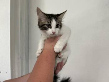 BUTTERCUP -  Domestic Short Hair Cat for Adoption in San Bernardino, California - BUTTERCUP | PetCurious
