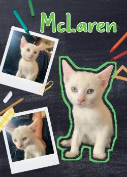 McLaren -  Domestic Short Hair Cat for Adoption in Pasco, Washington - McLaren | PetCurious