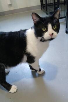 American Shorthair Cats Available for Adoption - Oliver | PetCurious