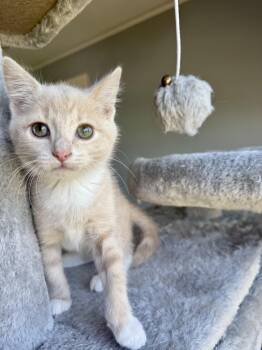 Max -  Domestic Short Hair Cat for Adoption in Greenville, South Carolina - Max | PetCurious