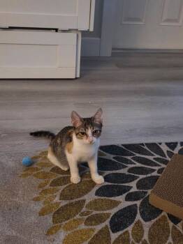 Lily -  Domestic Short Hair Cat for Adoption in St. Petersburg, Florida - Lily | PetCurious