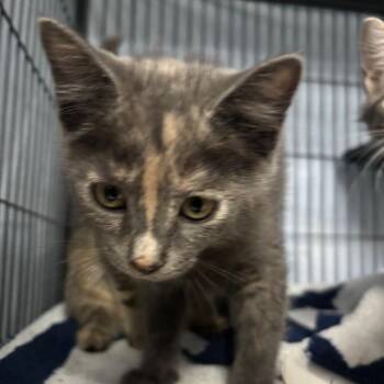 Rosalyn -  Domestic Short Hair Cat for Adoption in Lakeland, Florida - Rosalyn | PetCurious
