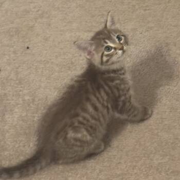 Rescue Domestic Short Hair Cats for Adoption in Spring Hill, Kansas - Laura | PetCurious