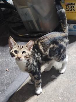 Fajita Funston -  Domestic Short Hair Cat for Adoption in Philadelphia, Pennsylvania - Fajita Funston | PetCurious