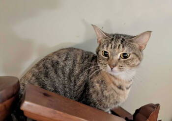Rescue Tabby Cats for Adoption in Capshaw, Alabama - FLOPPY | PetCurious