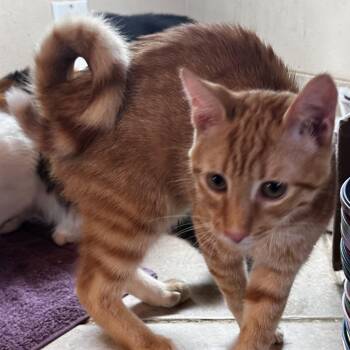 Timon -  Domestic Short Hair Cat for Adoption - Timon | PetCurious