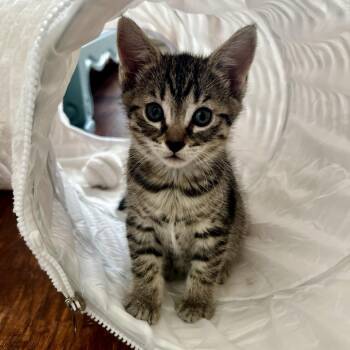 Domestic Short Hair Cats Available for Adoption in Juno Beach, Florida - Tullamore Dew | PetCurious