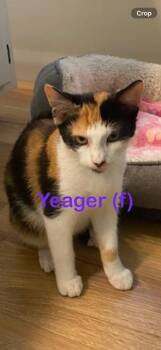 YEAGER Kitten (f) -  Domestic Short Hair Cat for Adoption in New Bern, North Carolina - YEAGER Kitten (f) | PetCurious