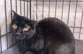 Rescue Domestic Short Hair Cats for Adoption in Ogden, Utah - Midnight Anise | PetCurious