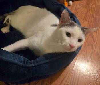 Turkish Van Cats Available for Adoption in Wheaton, Illinois - Georgie | PetCurious