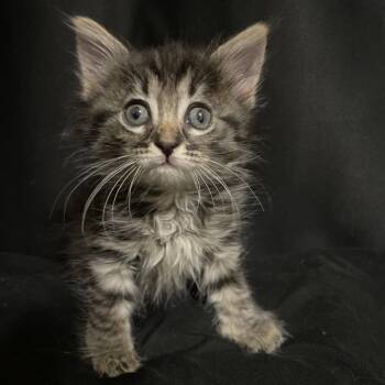 Racoon -  Domestic Short Hair Cat for Adoption in San Antonio, Texas - Racoon | PetCurious