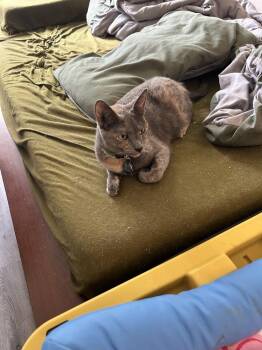 Domestic Short Hair Cats Available for Adoption in Dayton, Minnesota - Kiwi | PetCurious