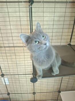 Domestic Short Hair Cats Available for Adoption in West Peoria, Illinois - Lynette R. | PetCurious