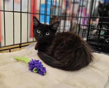 Oso -  Domestic Long Hair Cat for Adoption in San Jacinto, California - Oso | PetCurious