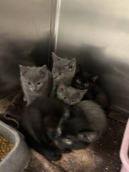 Rescue Domestic Short Hair Cats for Adoption in Rocky Mount, North Carolina - 107880B-F | PetCurious