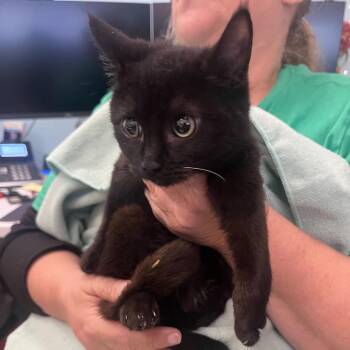 Blowfish -  Domestic Short Hair Cat for Adoption in Waco, Texas - Blowfish | PetCurious