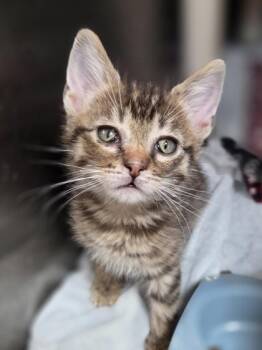 Dannon -  Domestic Short Hair Cat for Adoption in Westland, Michigan - Dannon | PetCurious