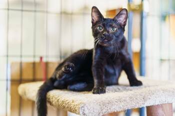 Rescue American Shorthair Cats for Adoption in Marble Falls, Texas - Raymond | PetCurious