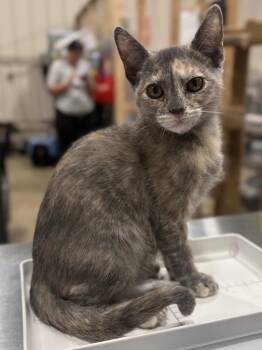 Juliep -  Domestic Short Hair Cat for Adoption in Corpus Christi, Texas - Juliep | PetCurious