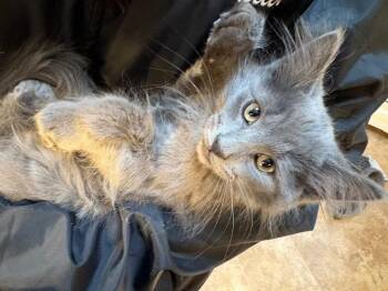 American Shorthair Cats Available for Adoption - Gary | PetCurious