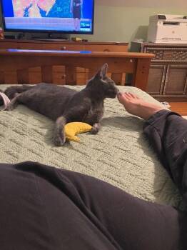 Theo -  Domestic Short Hair Cat for Adoption - Theo | PetCurious