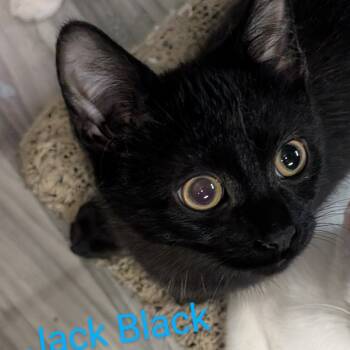 Rescue Domestic Short Hair and Domestic Medium Hair Cats for Adoption in Carmel, Indiana - Jack Black | PetCurious