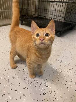 BIGEYES -  Domestic Short Hair Cat for Adoption in Forney, Texas - BIGEYES | PetCurious