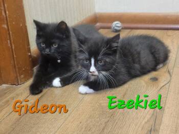 Gideon -  Domestic Medium Hair Cat for Adoption in Lorain, Ohio - Gideon | PetCurious