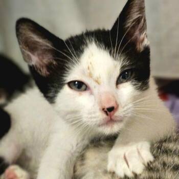 Messi -  Domestic Short Hair Cat for Adoption in Oakland, California - Messi | PetCurious